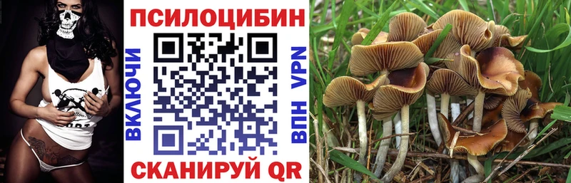 blacksprut маркетплейс Енисейск Галлюциногенные грибы Psilocybine cubensis